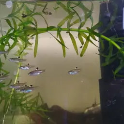 Hi-spot Rasbora, photo 8