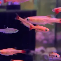 Hi-spot Rasbora, photo 9