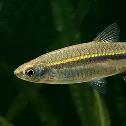 Silver rasbora