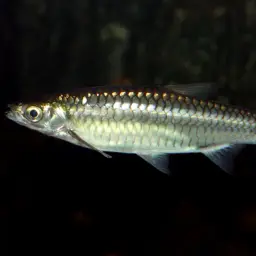 Silver rasbora, photo 2