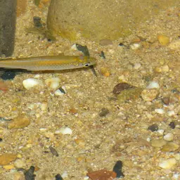 Silver rasbora, photo 3