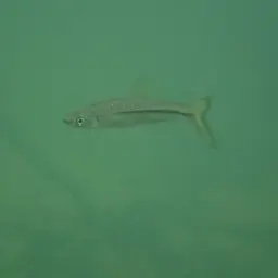 Silver rasbora, photo 4