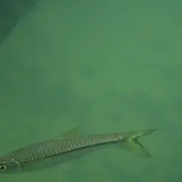 Silver rasbora, photo 5