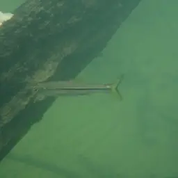 Silver rasbora, photo 6