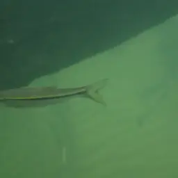 Silver rasbora, photo 7