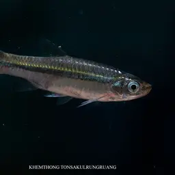 Silver rasbora, photo 8