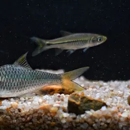 Silver rasbora, photo 9