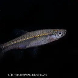 Silver rasbora, photo 10