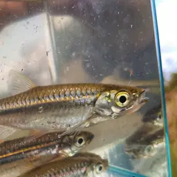Silver rasbora, photo 11