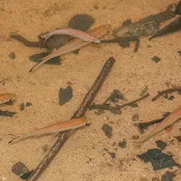 Silver rasbora, photo 12