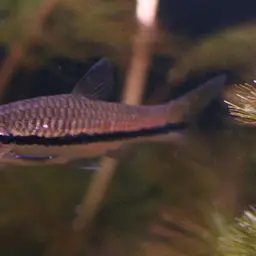 Blueline rasbora