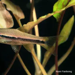 Blueline rasbora, photo 2