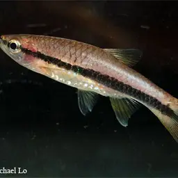 Blueline rasbora, photo 3