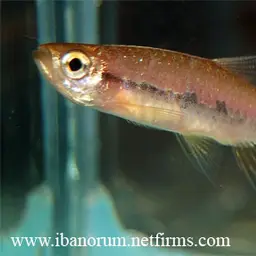 Blueline rasbora, photo 4