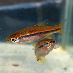 Blueline rasbora, photo 5