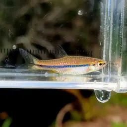 Blueline rasbora, photo 6