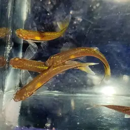 Blueline rasbora, photo 7