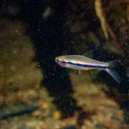 Blueline rasbora, photo 8