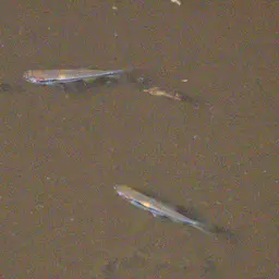 Blueline rasbora, photo 9