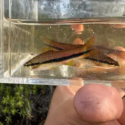 Blueline rasbora, photo 10