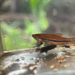 Blueline rasbora, photo 11
