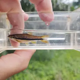 Blueline rasbora, photo 12