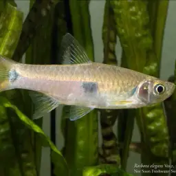 Two-spot Rasbora