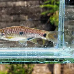 Two-spot Rasbora, photo 2
