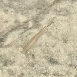 Two-spot Rasbora, photo 3