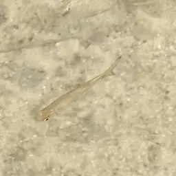 Two-spot Rasbora, photo 4
