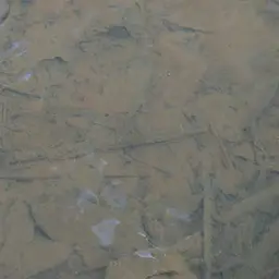 Two-spot Rasbora, photo 5