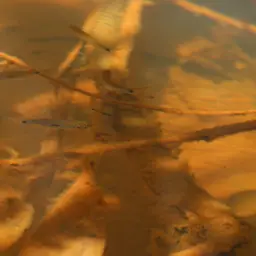 Two-spot Rasbora, photo 6