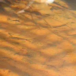 Two-spot Rasbora, photo 7