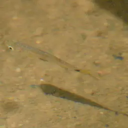 Two-spot Rasbora, photo 8