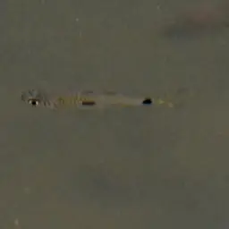 Two-spot Rasbora, photo 9