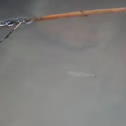 Two-spot Rasbora, photo 12