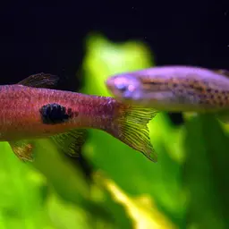 Clown Rasbora