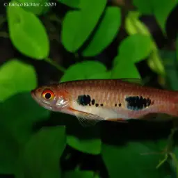 Clown Rasbora, photo 2