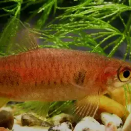 Clown Rasbora, photo 3