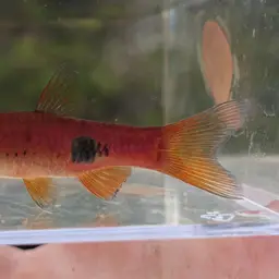 Clown Rasbora, photo 4