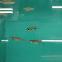 Clown Rasbora, photo 5