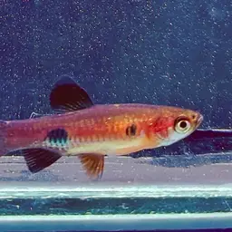 Clown Rasbora, photo 6