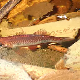 Clown Rasbora, photo 7