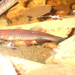 Clown Rasbora, photo 8