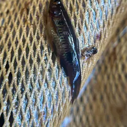 Clown Rasbora, photo 9