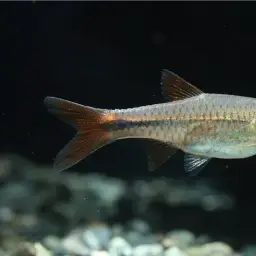 Sunshine Rasbora