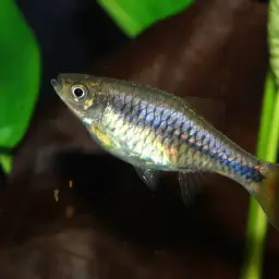 Sunshine Rasbora, photo 2