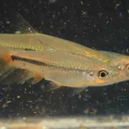 Sunshine Rasbora, photo 3