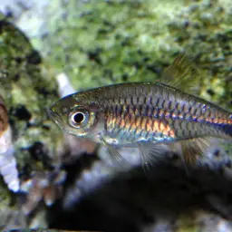 Sunshine Rasbora, photo 4