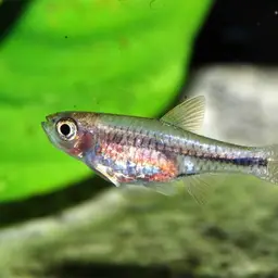Sunshine Rasbora, photo 5